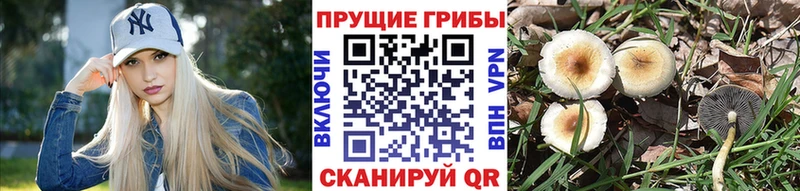 Галлюциногенные грибы Cubensis  что такое   блэк спрут tor  Верхний Тагил 